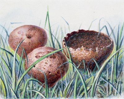 Study of Fungus by Josef Fleischmann